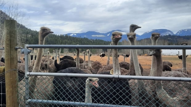 Judge refuses to allow more avian flu tests on ostriches at B.C. farm