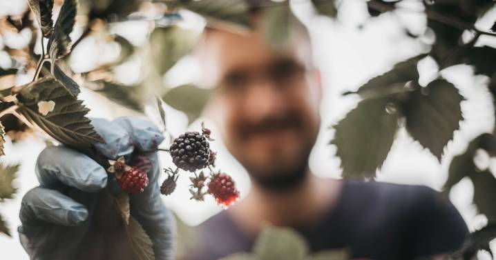 Brits warned they could be fined £300 just for picking blackberries