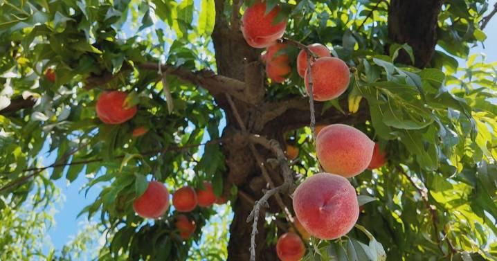 California peach harvests are down after warmer winter disrupted trees' sleep cycles