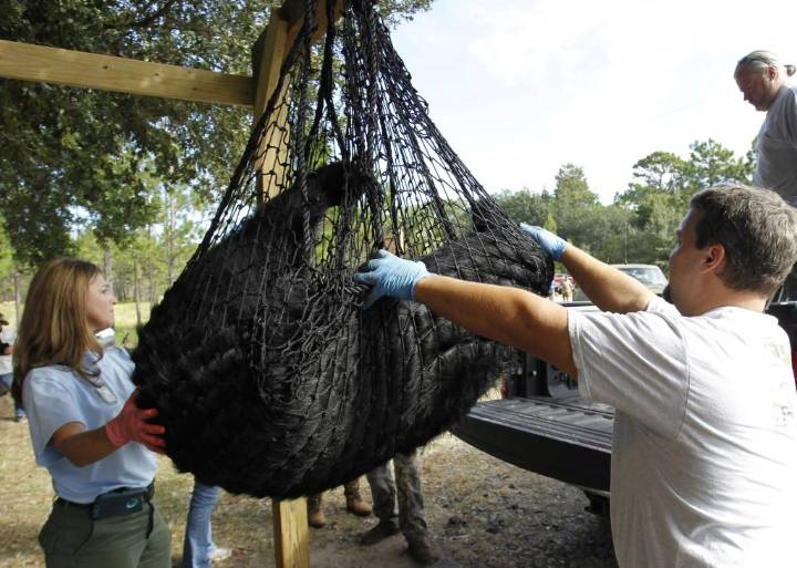 Aprueban la primera caza de osos negros en Florida en una década, pese a fuerte oposición