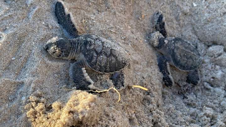 Newly hatched sea turtles slaughtered on Florida beach
