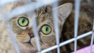 LMAS temporarily stops cat intakes due to overwhelming number of strays