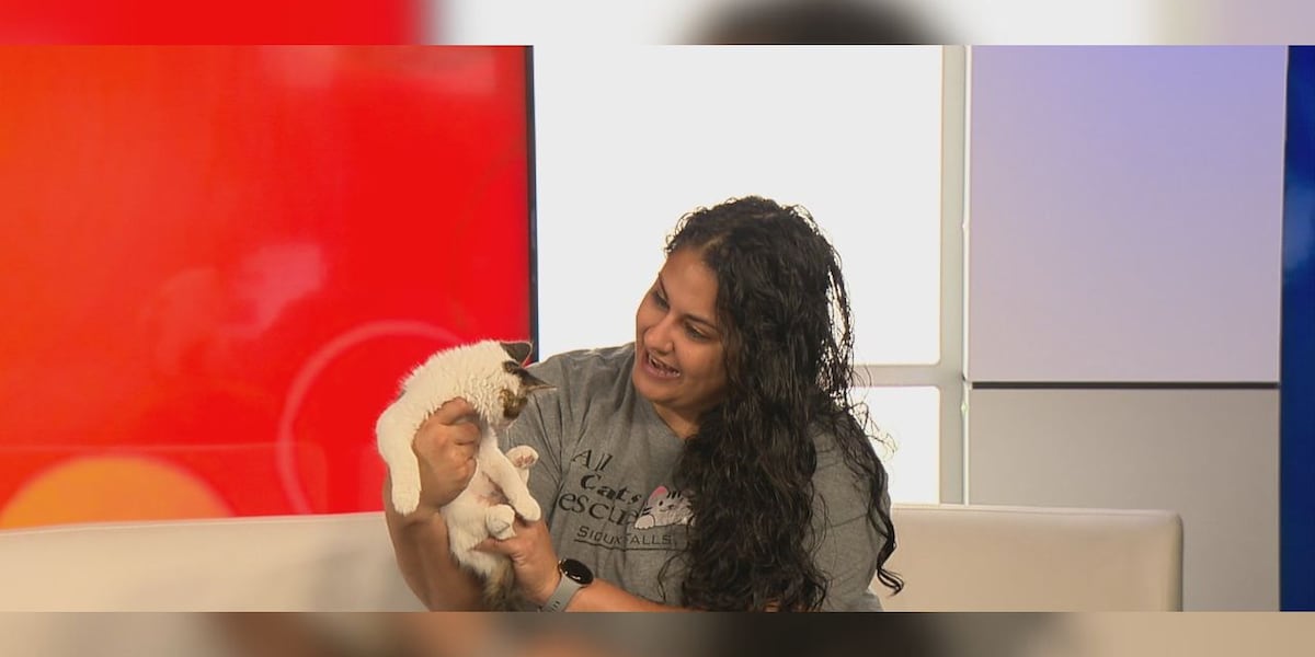 Cat Rescue Week: All Cats Rescue