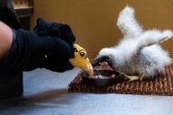 Prague zookeepers turn to puppets to parent baby vultures