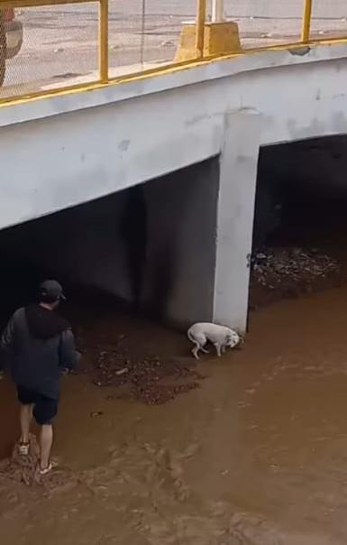 Policías, Bomberos y Rescatistas de Cruz Roja rescatan a un ciudadano y dos perros atrapados en arroyo