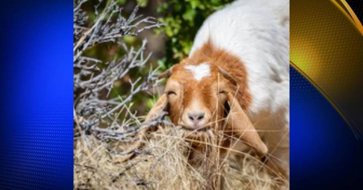 Grazing goats and sheep helping to reduce dangerous fire fuels at Loafer Creek Recreation Area