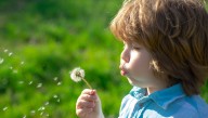 4-Year-Old Moron Blows Dandelion Seeds All Over Perfect Lawn