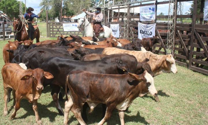 La Expo Rural se prepara para abrir sus puertas el 5, 6 y 7 de este mes con una batería de atractivos para toda la familia