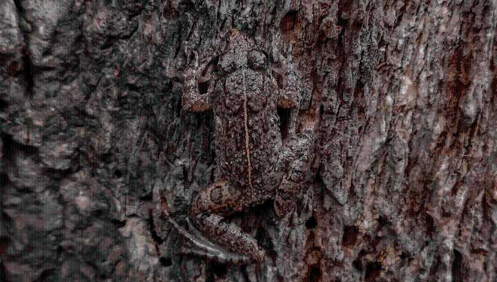 Incredible Photograph Of Camouflaged Frog Shows Impressive Wildlife Survival Strategy