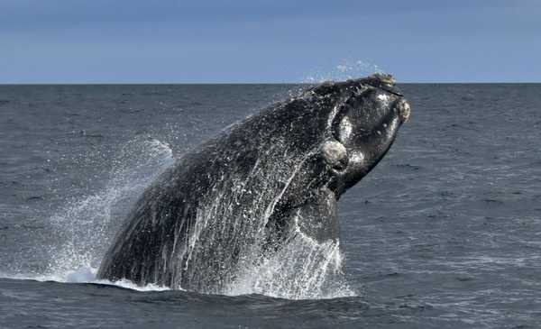 Es una escapada histórica y se puede ver a la ballena franca austral