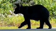 Bear warning issued by Townsend police