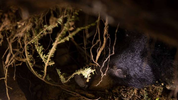 How the study of hibernating bears could help humans heal