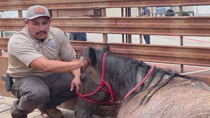 Bexar County Sheriff's Office tackles animal crimes with specialized unit