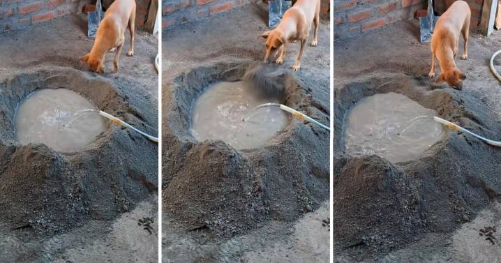 Perrito ayuda a su dueño a preparar cemento y en redes bromean: "En su antigua vida fue albañil"