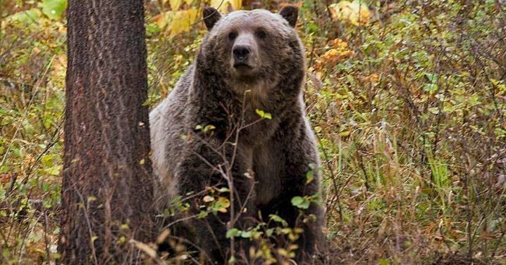 Highwood Mountains black bear hunt: Outfitter killed a grizzly, prosecutors say