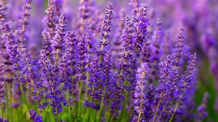 Las 4 plantas que tenés que tener en tu jardín para ahuyentar a los mosquitos esta primavera