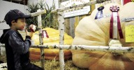 At the Deerfield Fair, produce is a whole production
