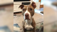 Dog Who Spent 8 Years In Michigan Shelter Made Complete Transformation After Spending 5 Years With Someone Special