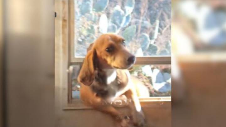 Woman Having Dinner Shocked To Find A Furry Culprit Breaking Into Her Home