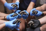 Tortoise hatchlings born of century-old parents come out of their shells at Philadelphia Zoo – Winnipeg Free Press