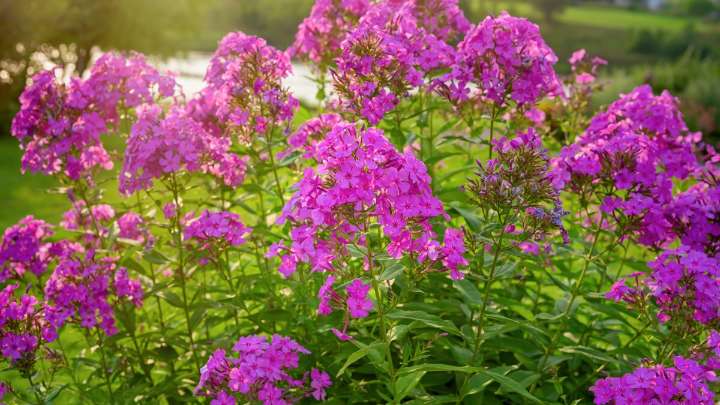 This hardy perennial attracts pollinators and adds late