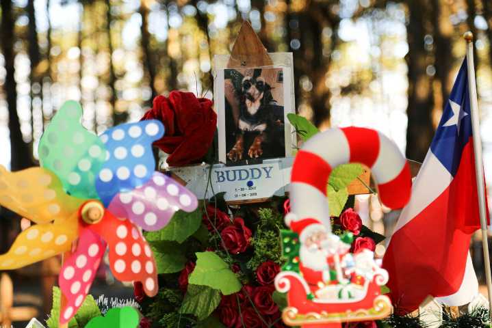 Comisión de Trabajo de la Cámara aprueba proyecto que otorga permiso laboral por muerte de mascota