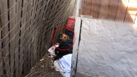 Injured Dog Drags Himself Into A California Neighborhood, Begging For Kindness