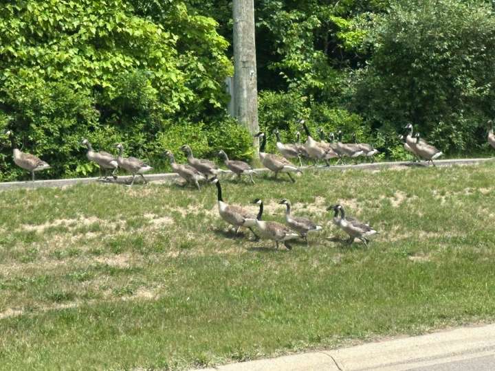 What can be done about ‘nuisance’ Canada geese in Oakland County?