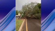 Lluvia del Sábado Ocasionó Caída de Árboles y Acumulación de Agua en Calles de Hermosillo