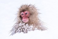 Los primates evolucionaron primero en climas fríos, no tropicales