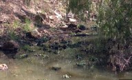 Detectan ríos con alta contaminación