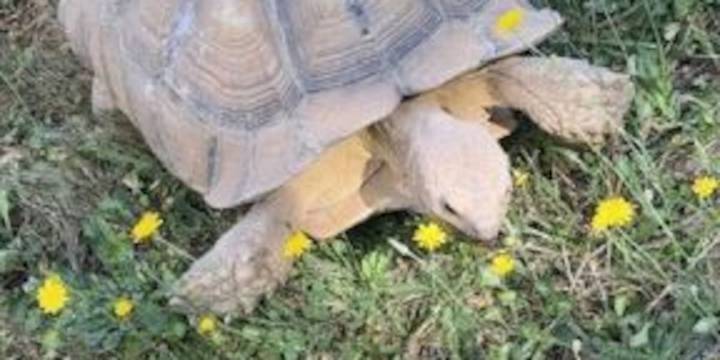 Stark County deputies catch tortoise after ‘very slow pursuit’