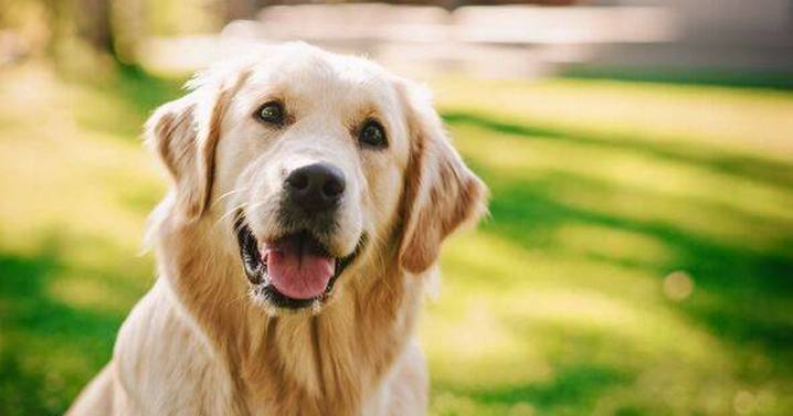 Vet advises against owning these five dog breeds as family pets