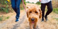 Your dog is part of the climate change problem: 'I can adopt 100 bunnies that will not be close to the emissions of a dog, because my dog is a carnivore'