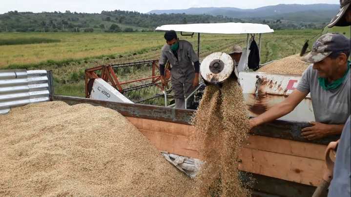 Gobierno nacional reporta crecimiento de 70 % en producción de arroz y maíz