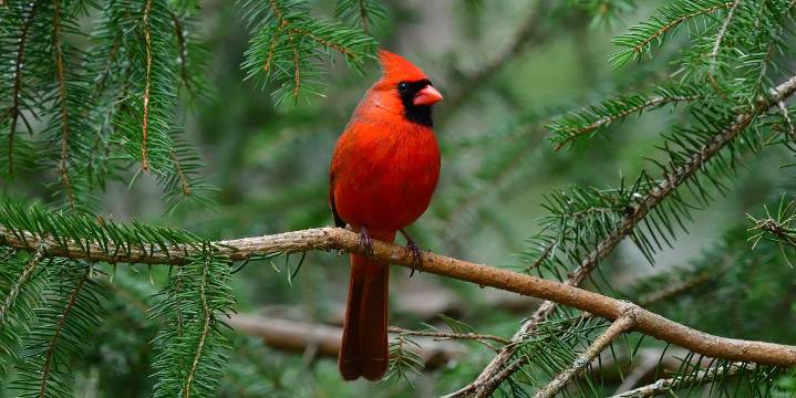 Cardinal Bird Meaning: What Seeing a "Redbird" Symbolizes