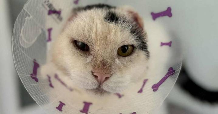 'Sweet' cat who needed ears removed due to sun damage now looking for new home