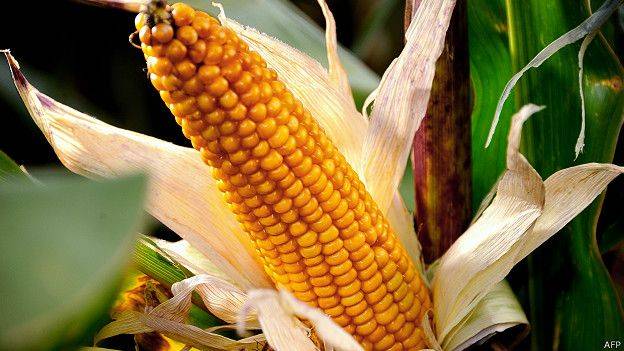 Gremios se unen para fortalecer seguridad alimentaria