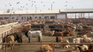 Wyoming Rancher Still Has Nightmares About Flesh-Eating Screwworm As U.S. On Alert