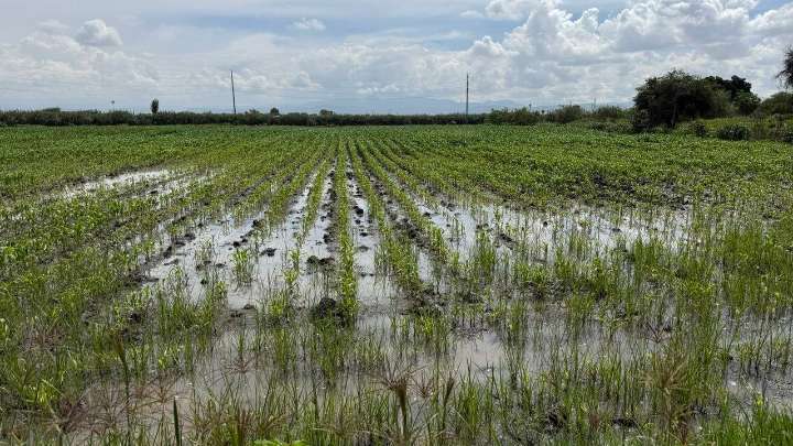 Seguro Catastrófico es insuficiente para campesinos guanajuatenses: Fomento Agropecuario
