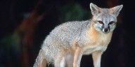 Franklin County fox tests positive for rabies