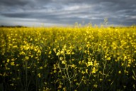 Saskatchewan Premier Moe, federal minister will meet on China canola tariff