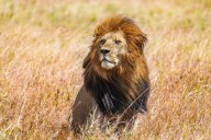 World lion day: Why is the king of the savanna declining?