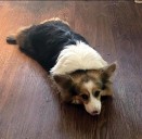 Elisabeth Strillacci: Dog day afternoons, nights, mornings