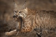 VOSD Podcast: Bobcats Terrorize Zoo Safari Park