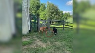 Dog’s Persistent Barking Leads Woman In New York To A Small Surprise In Her Yard