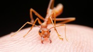 12 Types of Ants Spoiling a Picnic Near You