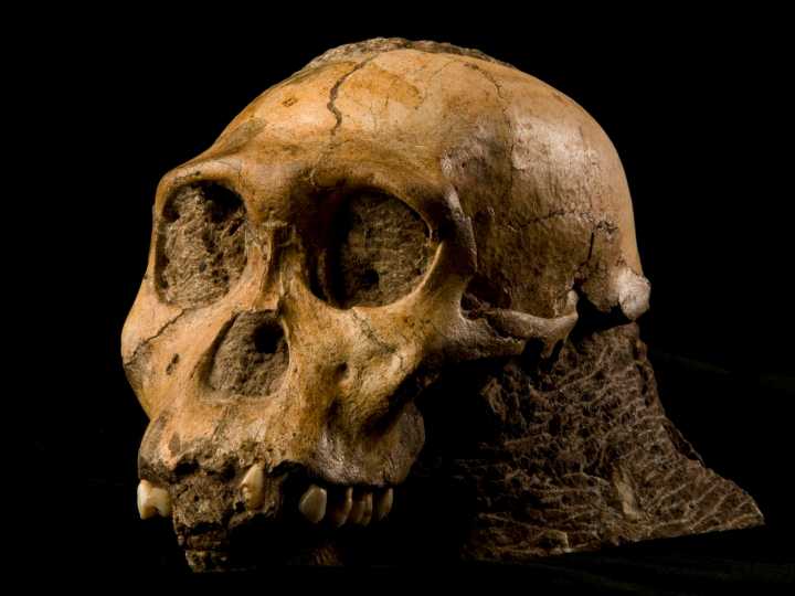 Un descubrimiento en Etiopía cambia lo que sabemos de la evolución humana