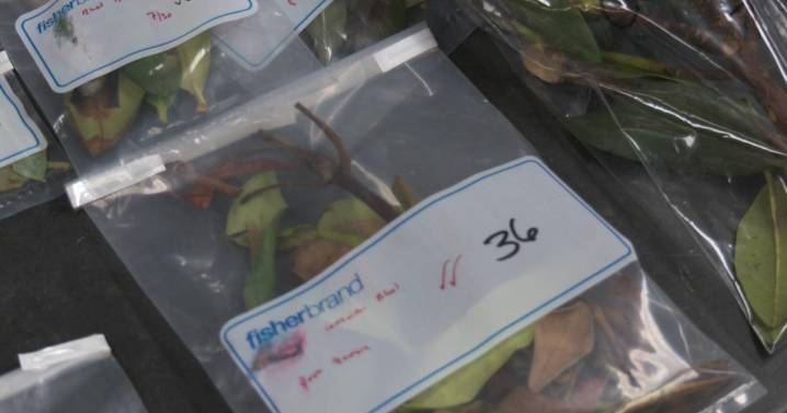 More "plant destroyer" water mold species discovered in Minnesota