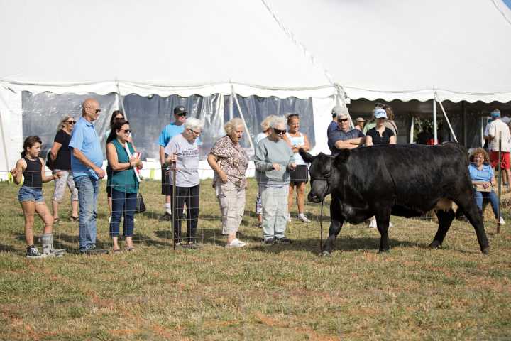 Cow pie star comes up empty in Little Compton